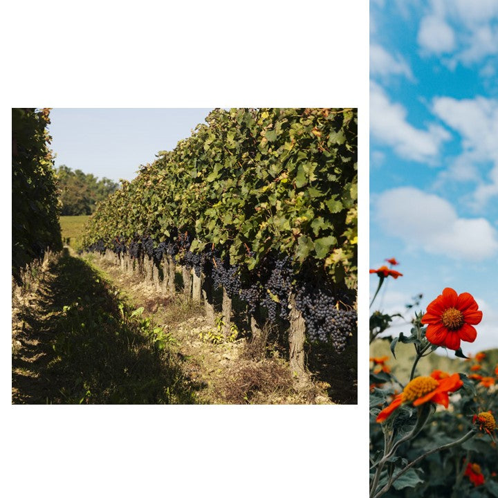 Chateau Mazeyres Pomeral AOP (BIO Organic) - Red Wine 2017