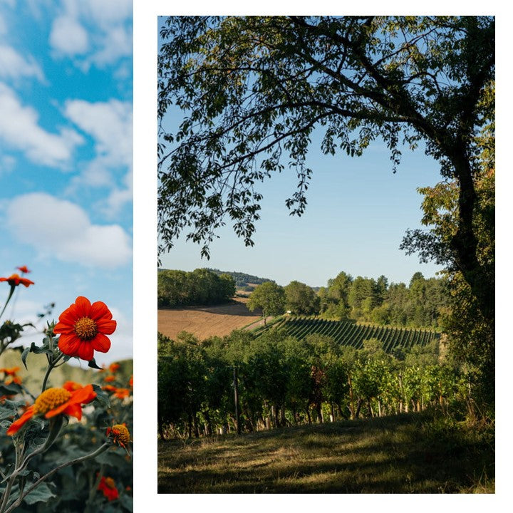 Domaine Saint Saturnin de Vergy Bourgogne Cote de Nuits Pinot Noir - Red Wine 2020
