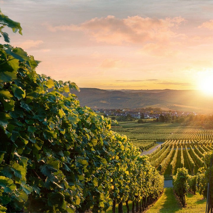 La Gioiosa Organic Prosecco - Sparkling Wine NV